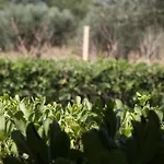 Aroma Country house Lakithra
