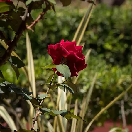Aroma